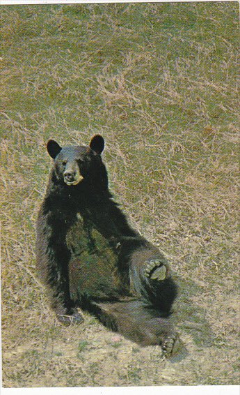 Black Bear In The Canadian Rockies