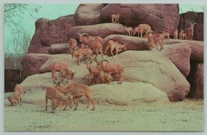 St Louis MO~Zoological Garden Wild Sheep Of Africa~Standard Chrome Postcard