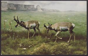 Antelope Exhibit,Denver Museum Postcard