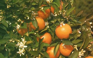 Vintage Postcard Blooming and Bearing Fruit Branch of an Orange Tree