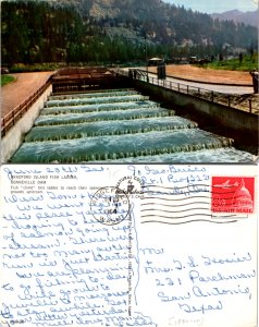 Bradford Island Fish Ladder, Bonneville Dam (11209