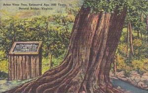 Virginia Natural Bridge Arbor Vitae Tree Estimated Age 1600 Years
