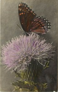 C.W. Johnson Hand-Colored Photo RPPC 287 Fritillary Butterfly on Thistle