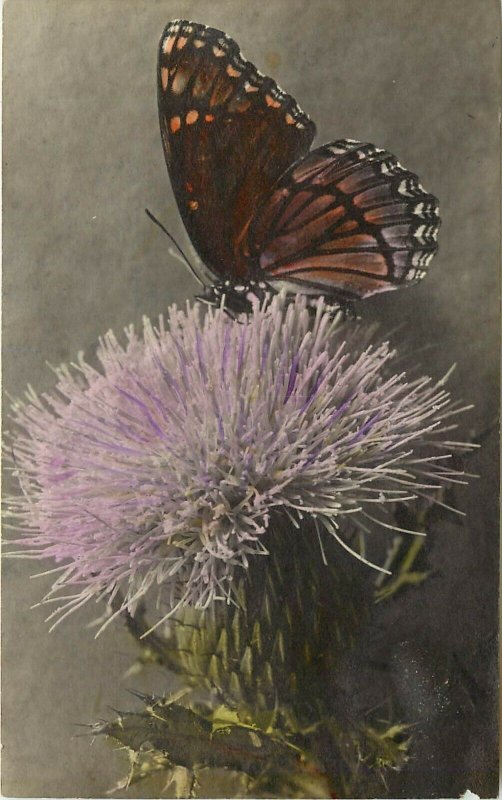 C.W. Johnson Hand-Colored Photo RPPC 287 Fritillary Butterfly on Thistle