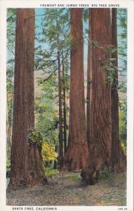 California Santa Cruz Fremont and Jumbo Trees Big Tree Grove Curteich