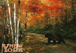 New York NY, Black Bear, Wild Animal, Colorful Autumn Trees, Vintage Postcard