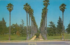 Double Row of Palm Trees Houghton Park at Atlantic Ave Long Beach CA California