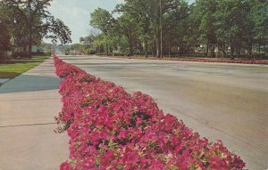 Petunia Lined Galena Avenue - Dixon IL, Illinois - Flowers - pm 1967