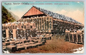 Los Angeles CA~Pigeon Ranch~1898-1914~Pigeon Cotes~Near Coast Line SPRR~Vtg PC