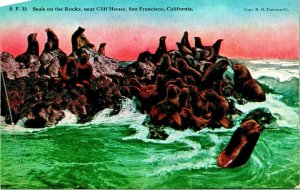 Seals on Rocks Near Cliff House San Francisco California CA UNP DB Postcard B3