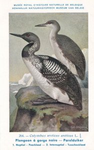 Black Throated Loon Plongeon A Gorge Noire WW2 Bird Rare Postcard