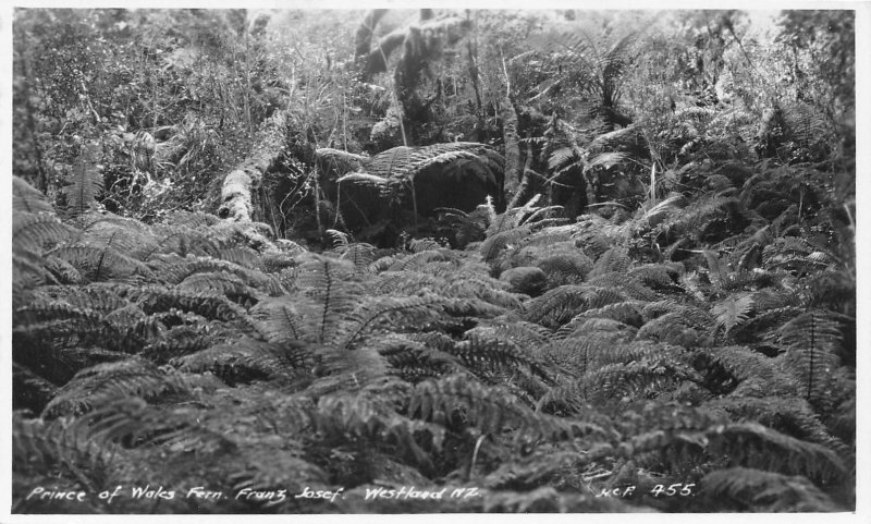 Prince of Wales Fern Grove Franz Josef Westland New Zealand RPPC postcard