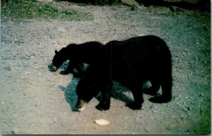 Smoky Mountain Black Bear and Cub