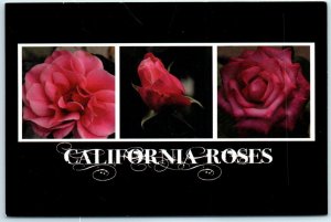 M-12549 California Roses