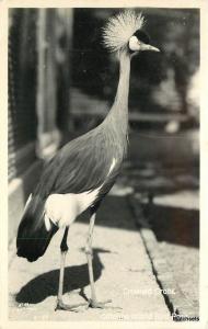 1940s Catalina Bird Park CALIFORNIA Crowned Crane RPPC postcard 9383