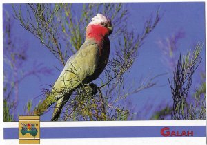 The Galah a Bird with Pink and Grey Colors Seen Throughout Australia 4 by 6