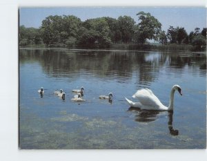 Postcard Swan Trees Nature Lake Scenery