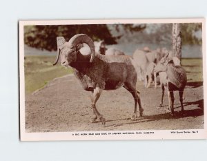 Postcard A Big Horn Ram And Ewe In Jasper National Park, Canada