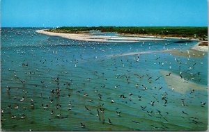 Florida Sanibel & Captiva Islands Blind Pass Tropical Birds