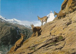 Animals. Goats in Mountain modern Swiss  photo PC . Size 15 x 10,5 cms