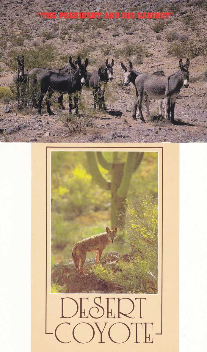 2 cards) Desert Animals - Burros and Coyote - pm 2001 | Topics - Animals - Other, Postcard / HipPostcard 2 cards) Desert Animals - Burros and Coyote - pm 2001 | Topics - Animals - Other, Postcard / HipPostcard