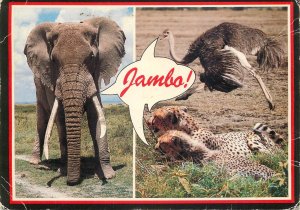Kenya wildlife animals multi views butterfly stamp on postcard