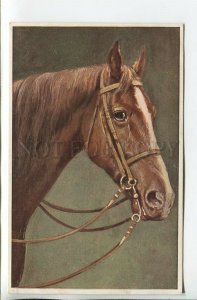 462047 REICHERT Portrait of Brown HORSE Vintage postcard TSN #1422