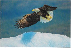 US mint card - Alaska - Bald Eagle -Over 30,000 in Alaska.