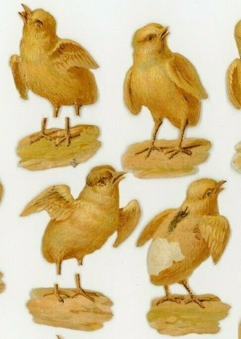 1870's-80's Lovely Chick Chickens Lot Of 12 Victorian Die Cut X115