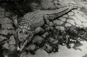 PC CPA MADAGASCAR, LE CAIMAN, Vintage REAL PHOTO Postcard (b14021)