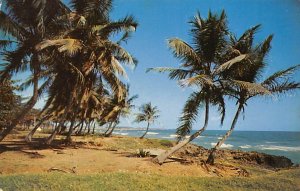 Palm Fringed Coast Dominican Republic Unused 