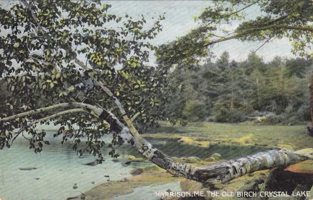 The Old Birch at Crystal Lake Near Harrison, Maine - DB