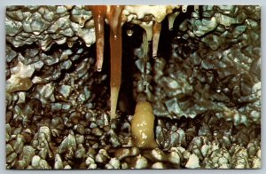 Jewel Cave  Custer  South Dakota    Postcard