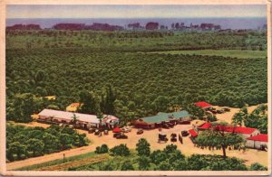 Postcard Overview of Indian Rocks Fruits Inc near Largo, Florida