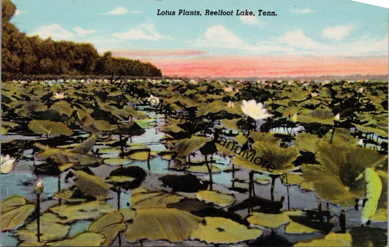 Lotus Plants Reelfoot Lake Tennessee Postcard PC237/2