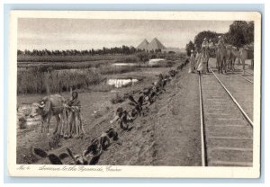 c1910 Man with Cow, Avenue to the Pyramids Cairo Egypt Unposted Postcard