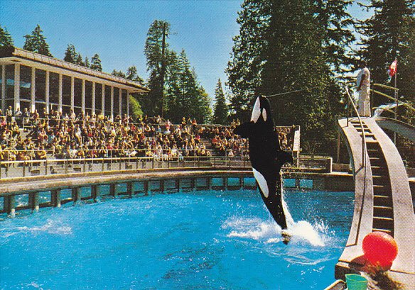 Skana The Killer Whale Vancouver Aquarium British Columbia Canada