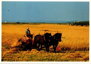 Canada Ontario Mennonite Farmer Harvesting Grain Near Elmira and St Jacobs