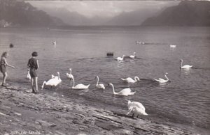 Switzerland Lausanne Lac Leman Swans Photo