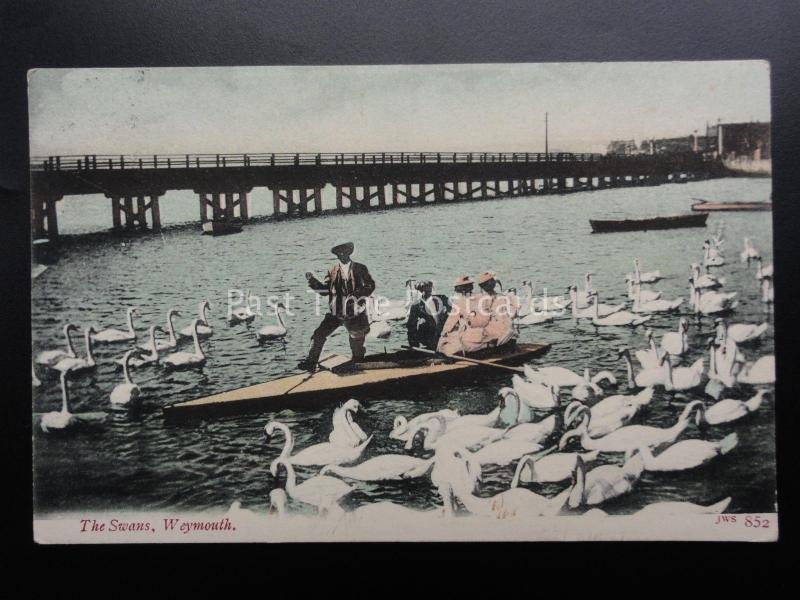 Dorset WEYMOUTH The Swans shows man in boat feeding Swans c1905 by J.W. & S. 852
