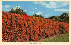 The Flame Vine, Florida  