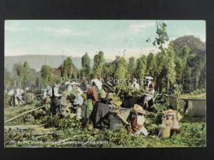 English HOP PICKING A Set of Home Pickers c1906 Postcard by Millar & Lang