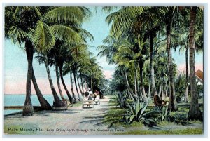 1910 Lake Drive North Cocoanut Trees Palm Beach Florida Vintage Antique Postcard