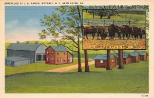 LPS94 Sayre Pennsylvania J. E. Ranch Buffaloes Postcard