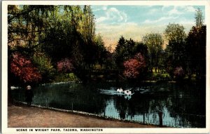 Scene in Wright Park Swans on Lake Tacoma WA Vintage Postcard B01