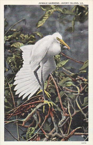 Scene From Jungle Gardens New Iberia Louisiana Curteich