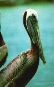 Vintage Postcard The Florida Pelican Long Beaked Bird State Bird Gulf Stream