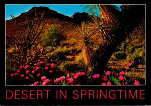 Desert In Springtime Flowering Beavertail Cactus