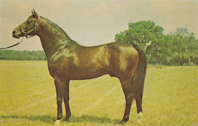 Florida Stallion - Rough'N Tumble - Ocala Horse Stud Farm