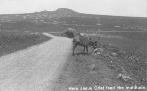 Lot 51 real photo israel here Jesus Crist feed the multitude donkey